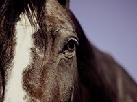 Teambuilding met paarden Almere Teambuilding met paarden Almere