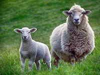 Teambuilding schapen drijven met bordercollies niet ver van Haarlem
